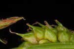 Sulphur sedge